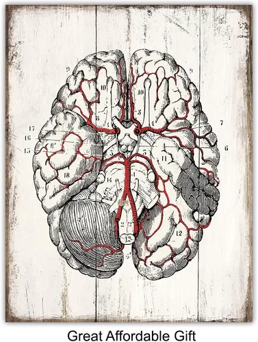 Miniatura 5 de Medical Anatomy – Juego de placas de arte de pared de órganos humanos vintage – Impresiones de fotos Shabby Chic para clínica médica, oficina de Dr.