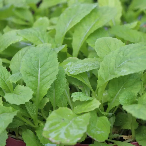 Miniatura 6 de Semillas de Mostaza (Florida Broadleaf) (1000 Semillas)