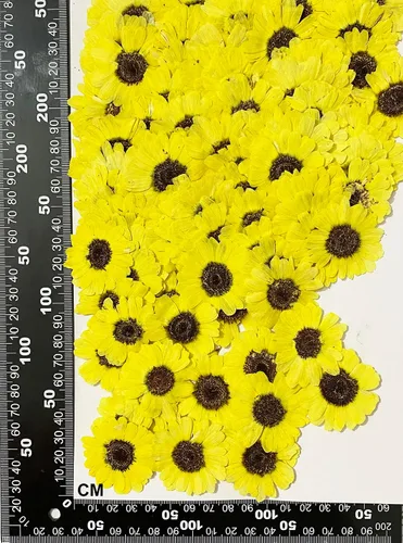 Miniatura 2 de 12 piezas de girasoles amarillos brillantes, flores secas prensadas reales y naturales para arte con resina y manualidades DIY