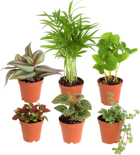 Costa Farms Plantas vivas mini de interior en macetas de plástico, fáciles de mantener, plantas de interior purificadoras de aire, decoración para