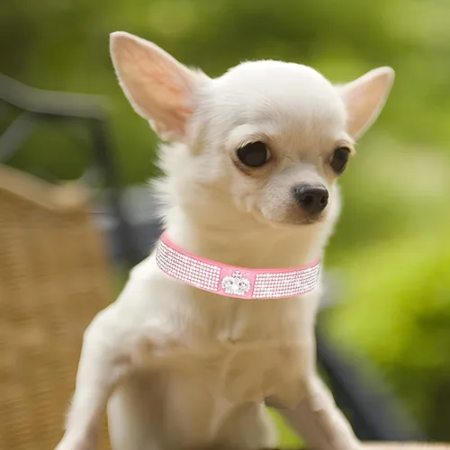 Miniatura 3 de Collares de perro para perros medianos hembras, collar de perro con diamantes de imitación, bonito collar con purpurina para mascotas XXS Xs, S, M