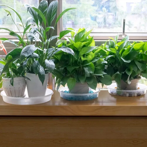 Miniatura 7 de MUDEELA Paquete de 6 platillos para plantas de 8 pulgadas, bandejas de plástico duraderas para interiores, platillo de plástico transparente, hecho
