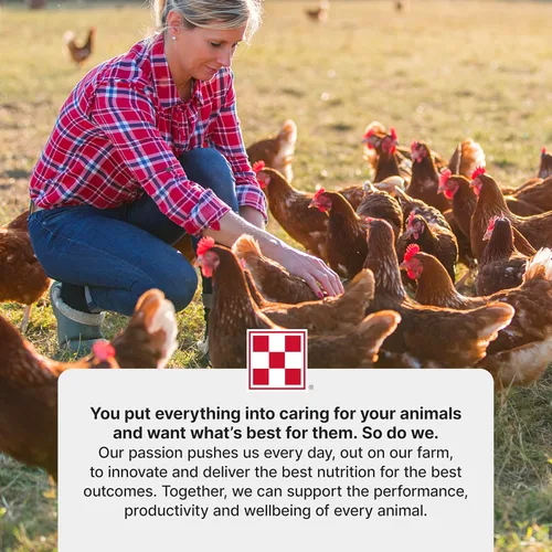 Miniatura 9 de Purina Comience y crezca Alimento para pollitos no medicados Crumbles Nutricionalmente completo - Bolsa de 5 libras (5 libras)