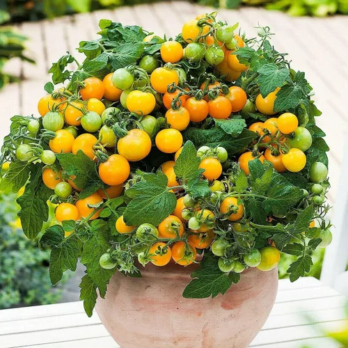 Miniatura 8 de MOCCUROD - 100 semillas de tomate cereza para interiores, semillas de herencia vegetal rara de tomate enano rojo y amarillo