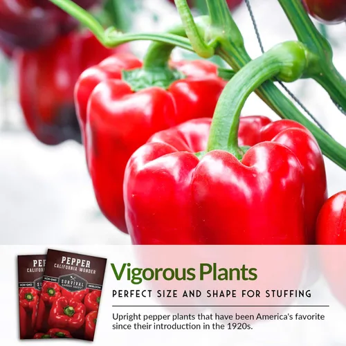Miniatura 7 de California Wonder - Semillas de pimiento rojo para plantar Pimientos en bloque sin OMG para jardines domésticos – Semillas de jardín