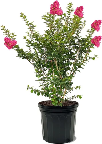 Miniatura 19 de American Plant Exchange Black Diamond Shell Pink Crape Myrtle Tree Live, maceta de 1 galón, 1-1.5 pies de alto, flores rosas vibrantes, tolerantes a