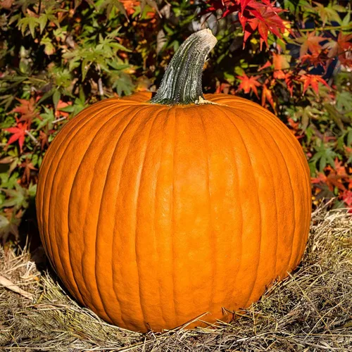 Miniatura 17 de Eden Brothers Semillas de calabaza – Semillas gigantes sin OMG del Atlántico para plantar, paquete Semillas vegetales de alto rendimiento y rápido