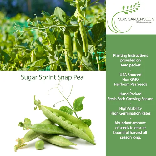 Miniatura 2 de Sugar Sprint Snap Pea Seeds (Pisum sativum) – Más de 25 semillas tradicionales sin OMG de Isla's Garden Seeds, cápsulas comestibles crujientes