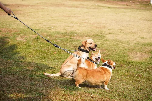 Miniatura 6 de Correa de perro de nailon duradera 3 en 1 con mango acolchado, cuerda de escalada extraíble sin enredos de 360°, cuerda de tracción para mascotas