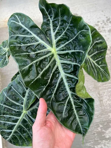 Miniatura 3 de Eleva tu Alocasia con la mezcla orgánica de tierra de Gardenera - Cultiva hojas más saludables y elegantes - 1 cuarto de galón
