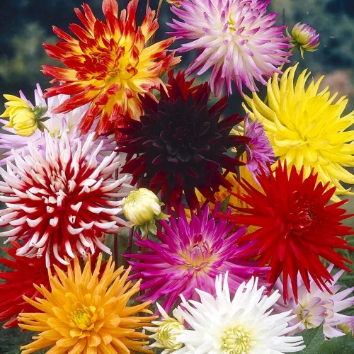 Miniatura 3 de Needle Cactus Dalia Seed Mix 50 semillas sin OMG para plantar