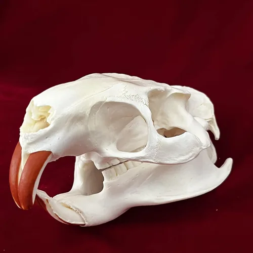 Miniatura 5 de Venta al por mayor 1/2/3/5/10 piezas de taxidermia animales reales, espécimen de huesos reales, suministros de arte hueso veterinario medicina 1: 1