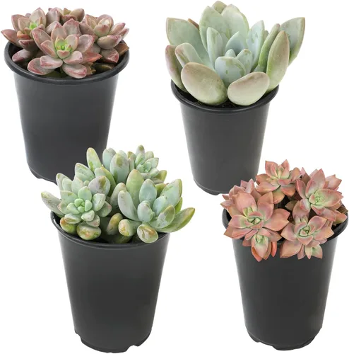 Miniatura 15 de Suculentas Echeveria de 1 cuarto de galón, 4 unidades, suculentas vivas recuerdos de fiesta en macetas suculentas, plantas suculentas vivas plantas