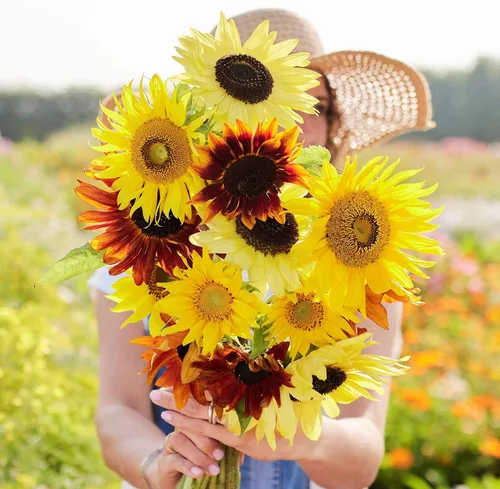 Miniatura 30 de Eden Brothers Semillas de girasol - Autumn Beauty