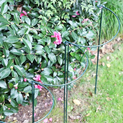 Miniatura 7 de TCBWFY Paquete de 10 estacas de soporte para plantas de peonía, 10 pulgadas de ancho x 24 pulgadas, jaulas de peonía de alta resistencia de 0.177 in