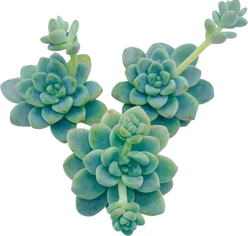 Miniatura 30 de Tallos de Suculentas Vivas (3 Sedum Morganianum Colas de Burro), Plantas Suculentas Vivas, Planta Suculenta SIN Raíces, Plantas de Casa Vivas