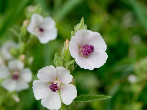 Miniatura 2 de Semillas de malvavisco (Althaea Officinalis) - 100 semillas - Semillas de hierbas de jardín de malva de pantano para plantar