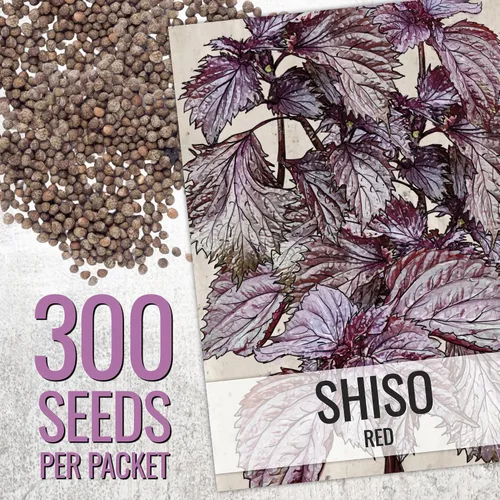 Miniatura 2 de Seed Needs Shiso - Semillas de hierbas variadas, paquete de 2 sin OMG y perilla de reliquia