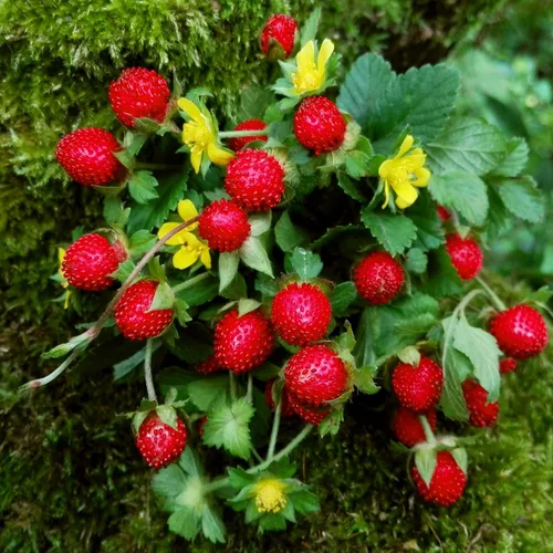 Outsidepride Plantas frutales indias de fresa y cobertura del suelo - 500 semillas