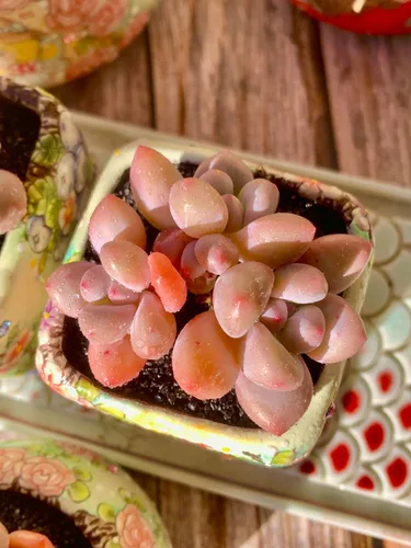 xPachyveria Elaine - Kit de suculentas – con maceta de plástico, planta viva en racimo de 2 pulgadas, suelo comprimido y guía, para escritorio de