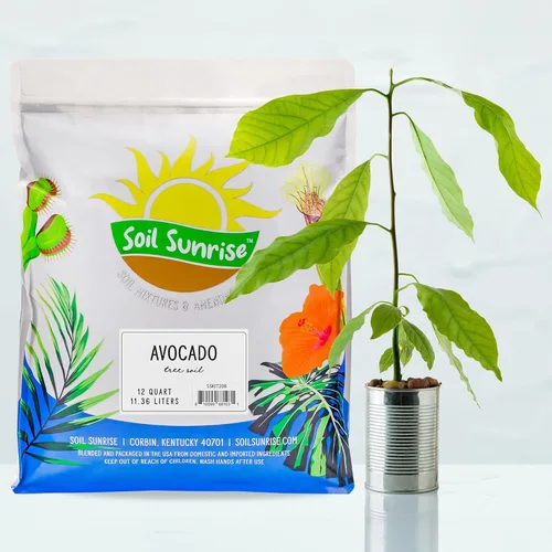 Miniatura 2 de Soil Sunrise Mezcla de Tierra para Macetas de Árbol de Aguacate (12 Cuartos) para Germinar, Cultivar y Trasplantar Plantas de Aguacate