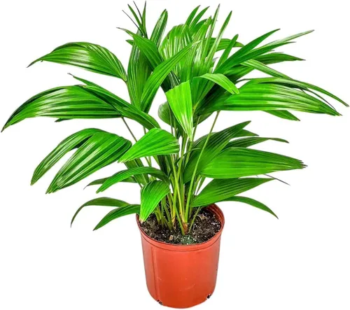 Miniatura 7 de European Fan Palm - Tropical Plants of Florida - Planta de palmera viva, altura total de 30 a 36 pulgadas (solo planta)
