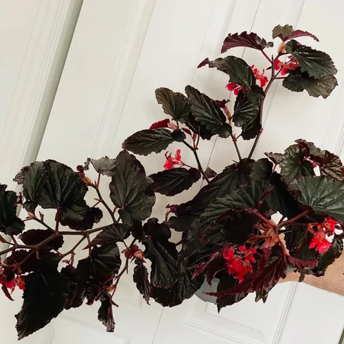 Miniatura 4 de Juego de 2 plantas vivas de begonia, plantas raras de begonia para colgar, canasta colgante ornamental de 5"-9" de alto (Ala de Ángel Negro)