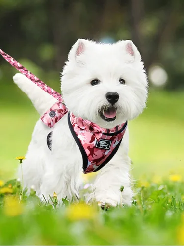 Miniatura 4 de Juego de arnés y correa para perros pequeños, ajustable, reflectante, sin tirones, chaleco para cachorro con collar de corbatín, correa y bolsa