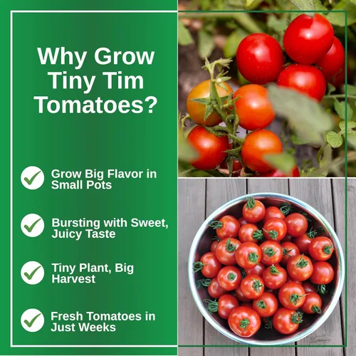 Miniatura 3 de TKE Farms & Gardens - Semillas de tomate Tiny Tim para plantar, más de 60 semillas tradicionales sin OMG, tomates cherry compactos para espacios