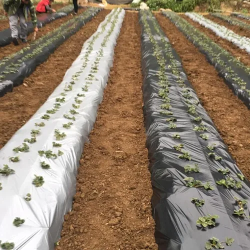 Miniatura 5 de HFS (R) Mantillo plástico LLDPE película de plástico metálico negro plateado para frutas, verduras, cultivos, invernadero, jardín 1 mil (4FTX50FT)
