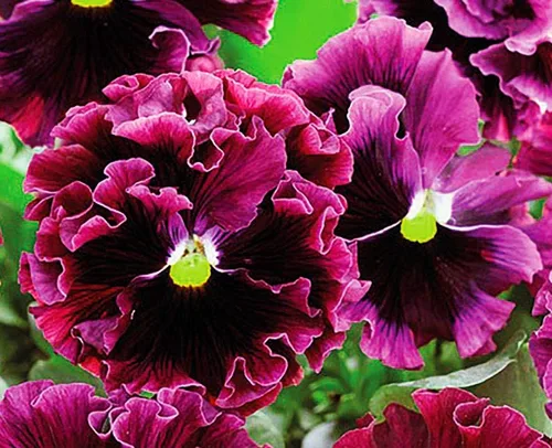 Miniatura 4 de Semillas de pensamiento mixtas con volantes con volantes, más de 40 semillas para plantar frizzle Sizzle Flower (paquete de 2)