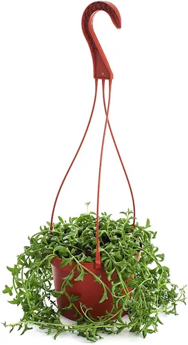 Shop Succulents | Cadena de suculentas de delfín | Seleccionada a mano para la salud y el tamaño de la planta colgante, 6 pulgadas