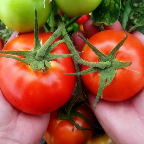 Miniatura 25 de Eden Brothers Semillas de tomate – Semillas de caqui sin OMG para plantar, paquete Semillas de vegetales de bajo mantenimiento, plantas durante