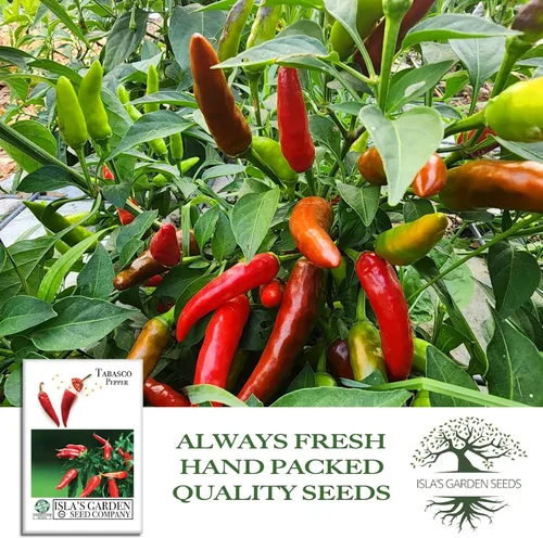 Miniatura 4 de Semillas de chile rojo vivo "Tabasco" para plantar, más de 50 semillas tradicionales por paquete, semillas de jardín de Isla