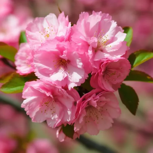 Miniatura 3 de Prunus triloba - 2 arbustos de almendras con flores rosadas (ciruelos en flor) - Árboles de 6 a 12 pulgadas de alto - Plantas ornamentales vivas