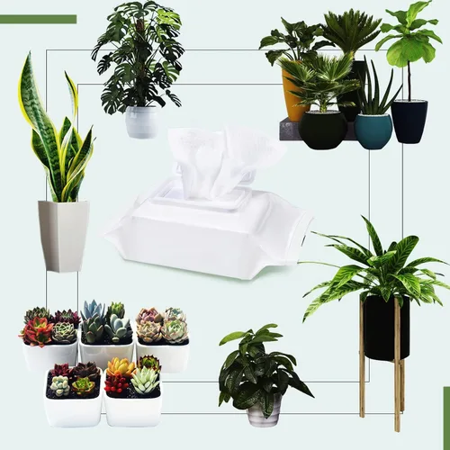Miniatura 6 de Leopong Toallitas de limpieza de plantas, limpiador de hojas para plantas de interior, 80 toallitas