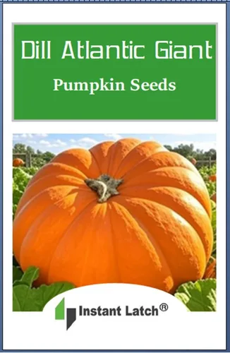Miniatura 3 de 10 semillas de calabaza gigante Dills Atlantic para plantar, semillas reliquia sin transgénicos, semillas frescas de jardín