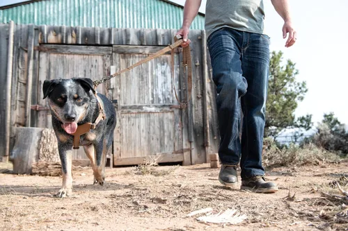 Miniatura 5 de Carhartt - Arnés de nailon para perro cómodo de entrenamiento, arnés de entrenamiento resistente con correa totalmente ajustable sin asfixia con dos