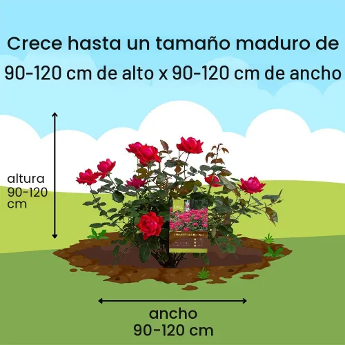 Miniatura 12 de Knockout Rosa doble, 1 galón, rojo cereza