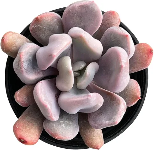 Miniatura 32 de Sprout N Green Sedum Dorado, Sedum adolphi, Mini suculenta viva totalmente enraizada en maceta de inicio de 2 pulgadas con mezcla de tierra, planta