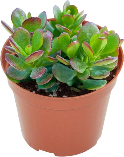 Miniatura 20 de Suculentas vivas Othonna Capensis Collar de Rubí (4 pulgadas), plantas suculentas totalmente enraizadas en macetas con tierra, planta