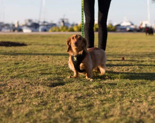 Miniatura 8 de EcoBark Correa para perro – Correas de entrenamiento cómodas suaves y reflectantes con mango acolchado – Fuerte y duradera resistente – Verde