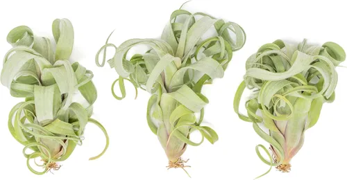 Miniatura 3 de Air Plant Shop Paquete de 5 plantas de aire Tillandsia Curly Slim (T. Intermedia x T. Streptophylla) - Suculentas - Tillandsia viva - Plantas