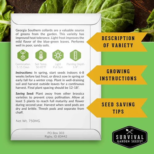 Miniatura 2 de Semillas verdes de col para plantar Variedad de Georgia Southern Heirloom sin OMG Verdes de hoja verde para huertos domésticos – Semillas