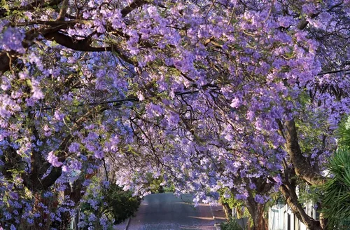 25 semillas de Mimosifolia azul de Jacaranda de rápido crecimiento de semillas de árbol con flores perennes