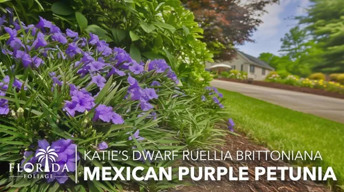 Miniatura 4 de Katie's Dwarf Mexican Petunia Purple 3 plantas vivas Ruellia brittoniana Perenne de floración compacta Polinizador de bajo crecimiento