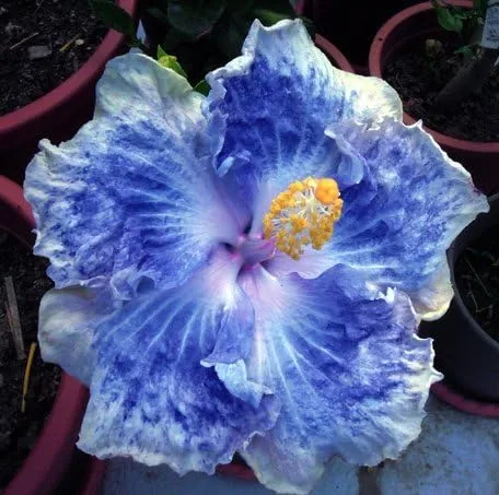 Miniatura 2 de 20 semillas de hibisco azul blanco flores perennes flor flor flor jardín árbol