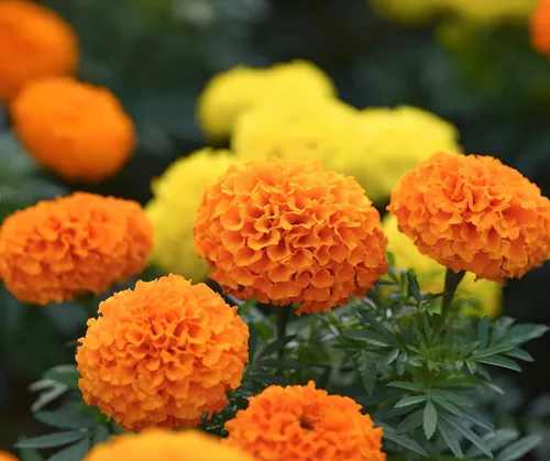 Miniatura 6 de Marigold African Crackerjack Seeds - 750 semillas - Hermosas flores enormes de naranja y amarillo, reliquia sin OMG - Flores vibrantes y fragantes