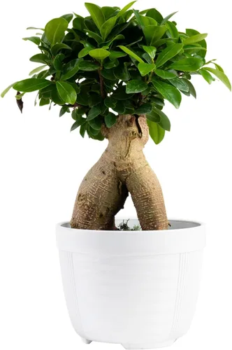 Miniatura 7 de Costa Farms - Kit de árbol bonsái vivo, incluye herramientas de bonsái, mezcla de tierra, maceta, arte y manualidades para niños y adultos, Kit
