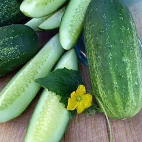 Semillas de pepino orgánicas caseras de pepino, 0.04 oz ~ 30 semillas, orgánicas, de polinización abierta, sin OMG, semillas de jardinería agrícola